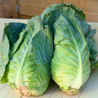 Cabbage \'Greyhound\' (Summer/Autumn) (Seeds) - 1 packet (350 cabbage seeds)