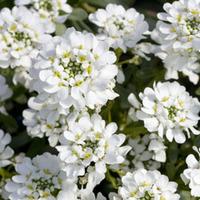 Candytuft \'Giant Hyacinth Flowered\' (Seeds) - 1 packet (300 candytuft seeds)