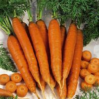 Carrot \'Autumn King 2\' (Seeds) - 1 packet (1100 carrot seeds)