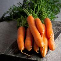 Carrot \'Nantes 2 Frubund\' (Fast Crop) (Seeds) - 1 packet (500 carrot seeds)