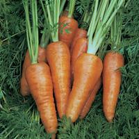 Carrot \'Chantenay Red Cored 3 - Supreme\' (Seeds) - 1 packet (1000 carrot seeds)