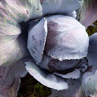 Cabbage \'Ruby Ball\' F1 Hybrid (Autumn) (Seeds) - 1 packet (40 cabbage seeds)