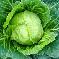 Cabbage \'Primo 11\' (Summer) (Seeds) - 1 packet (250 cabbage seeds)
