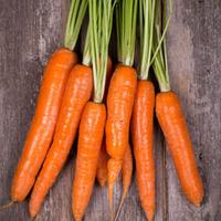 Carrot \'Tendersnax\' F1 Hybrid (Seeds) - 1 packet (250 carrot seeds)