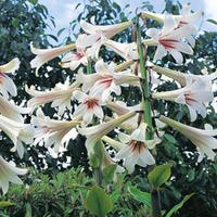 Cardiocrinum giganteum - 1 cardiocrinum plant in 13cm pot