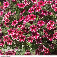 calibrachoa crave strawberry star 12 calibrachoa plug tray plants