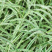 Carex morrowii \'Variegata\' (Large Plant) - 2 carex plants in 3.5 litre pots