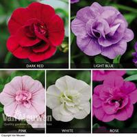 Calibrachoa \'Mini Rosebud Romantic Collection\' - 5 calibrachoa plug plants