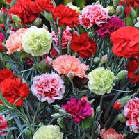 Carnation \'Garden-To-Vase Mix\' - 10 carnation plug plants