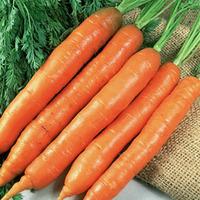 Carrot \'Early Nantes 2\' (Seeds) - 1 packet (1100 carrot seeds)