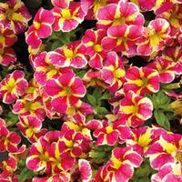 Calibrachoa \'Candy Bouquet\' - 5 petunia plug plants