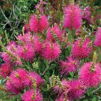 Callistemon viminalis \'Hot Pink\' - 2 callistemon plants in 9cm pots