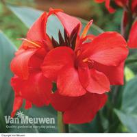 Canna x generalis \'Cannova Red\' - 1 canna plant in 7cm pot