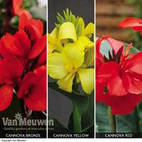 canna x generalis cannova collection 3 canna plants in 7cm pots 1 of e ...