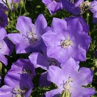 campanula carpatica blaue clips large plant 2 campanula plants in 1 li ...