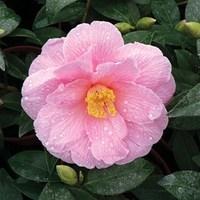 camellia williamsii donation 1 plant 9cm pot