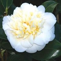 camellia williamsii jurys yellow 3 plant 9cm pot