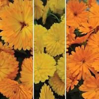 Calendula Everdaisy Collection 6 Jumbo Plants