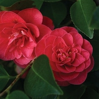 camellia japonica lady campbell 1 plant 3 litre