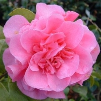 Camellia Japonica Debbie 1 Plant 9cm Pot