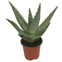 Cape Aloe 3 Plants in 9cm Pots