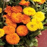 Calendula Summer Sunshine 170 Plug Plants