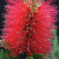 callistemon inferno pvr 1 x 9cm plant