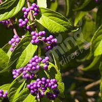 Callicarpa Profusion (Beauty Berry) plants - set of 3 in 9cm ptos