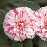 Camellia \'Donation\' (Pink) 1L