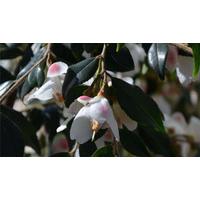 Camellia Rosthorniana Cupido Shrub - 3L Container