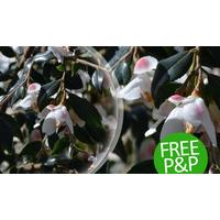 Camellia Rosthorniana 'Cupido' - Free P&P