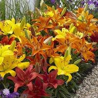 Carpet Lilies Flame Mix - pk of 10 bulbs size 12/14