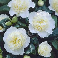 camellia brushfields yellow cream 1l