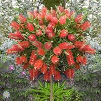 Callistemon \'King Park\' standard 90cm