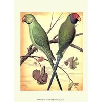 cassell cassells parrots iii fine art print 2413 x 3302 cm