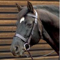 Caldene Wide Plain Snaffle Bridle Rein