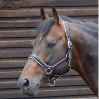 Caldene Leather Padded Headcollar