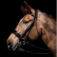 Caldene Padded Dressage Double B...