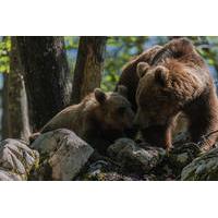 Cerknica Lake, Sneznik Castle and Bear Watching Tour from Bled