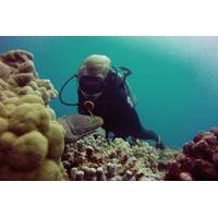 Certified Diving Tour: Waikiki South Shore Shallow Boat Dive