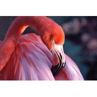 Celestun National Park and Flamingos Tour from Merida