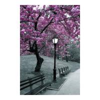 Central Park Blossom - Maxi Poster - 61 x 91.5cm