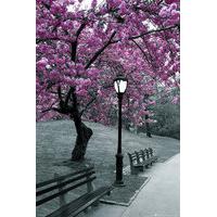 Central Park Blossom Maxi Poster