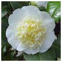 celebrations camellia gift