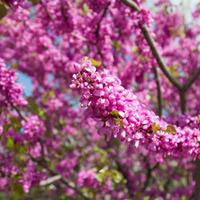 Cercis siliquastrum (Large Plant) - 2 x 10 litre potted cercis plants