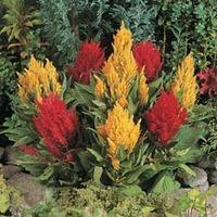 Celosia argentea var. cristata \'Fresh Look Red & Yellow\' - 1 packet (50 celosia seeds)