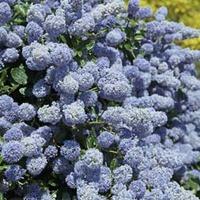 Ceanothus x delileanus \'Gloire de Versailles\' (Large Plant) - 3 x 3.5 litre potted ceanothus plants