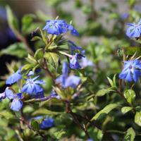 Ceratostigma willmottianum \'Forest Blue\' (Large Plant) - 1 x 10 litre potted ceratostigma plant