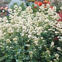 Centranthus ruber \'Snowcloud\' - 1 packet (70 centrantus seeds)