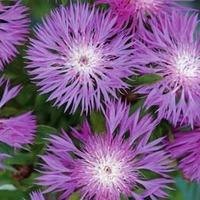 Centaurea dealbata - 1 packet (80 centaurea seeds)